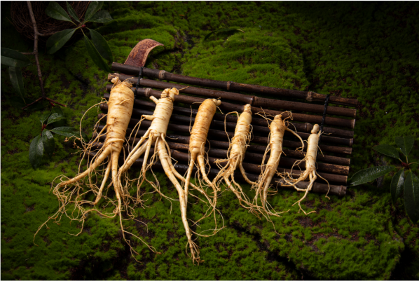 Ginseng root of different sizes on sticks