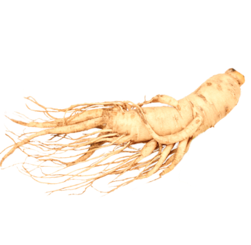 Ginseng root